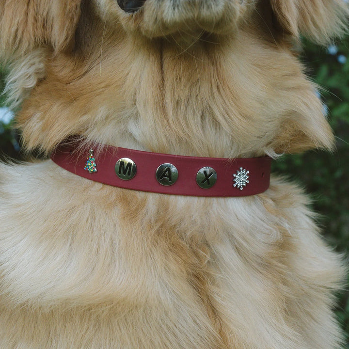 Customizable Waterproof Dog Collars with Charms - Wearing Felicity Build-Your-Dog-Collar-03